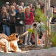 Illustration for article titled Would you play tug-of-war with a 450-pound tiger?